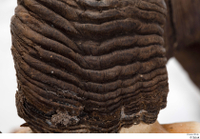  Skull Mouflon Ovis orientalis head horns skull 0014.jpg